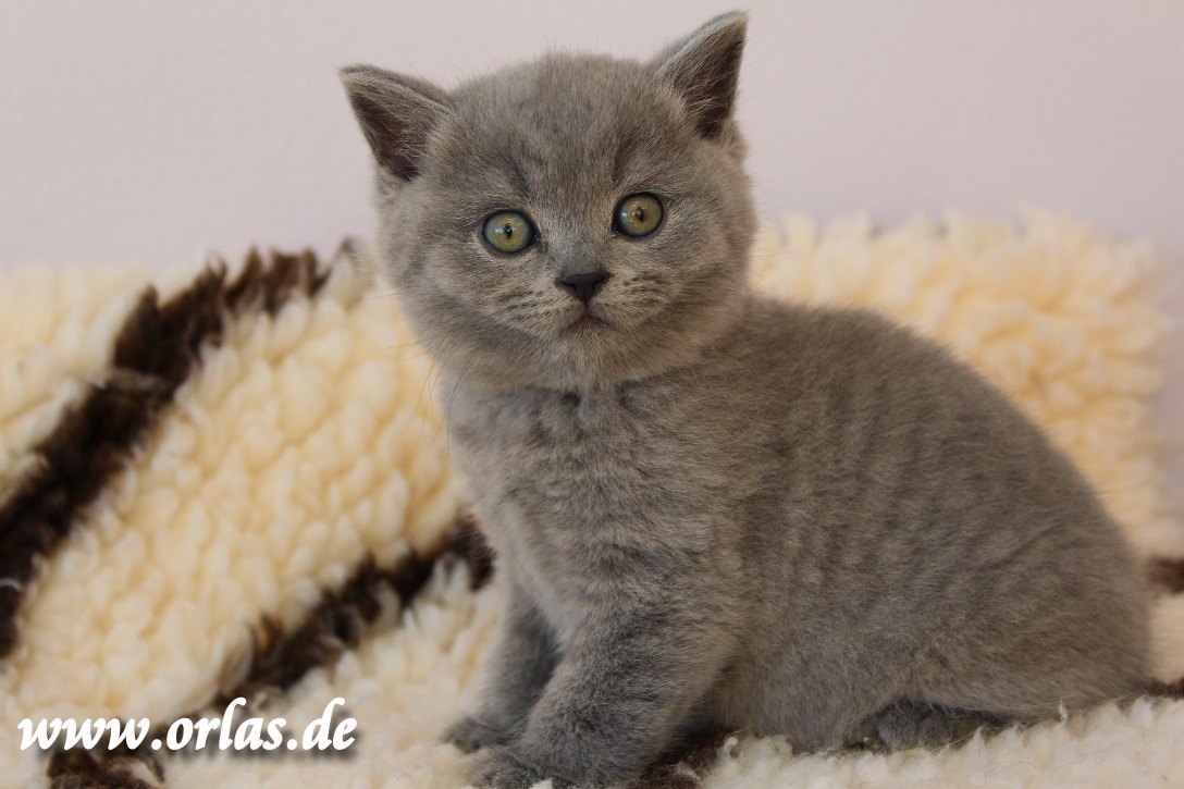 Britisch Kurzhaar Katzenbaby</A>